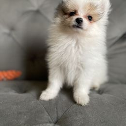 Parti Male - Pomeranian puppy in Kokomo, Indiana from PomCo LLC