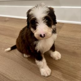 Willow - female Australian Mountain Doodle puppy in Trion, Georgia from Big Daddy Doodles