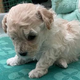 Aussiedoodle, Poodle, and Toy Australian Shepherd Puppies from Heartland Ranch