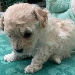 Aussiedoodle, Poodle, and Toy Australian Shepherd Puppies from Heartland Ranch