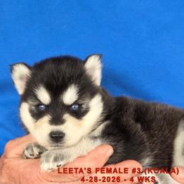 Girl 3 - female Siberian Husky puppy in Manilla, Iowa from Bruck's Siberian Huskies