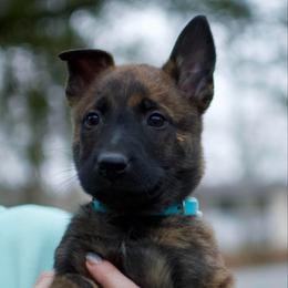 Denim - Serious working home ONLY - Gold brindle male Dutch Shepherd puppy in Auburn, Georgia from Faberge Hollandse Herdershond