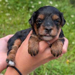 Friday - Black and tan female Yorkipoo puppy in Coshocton, Ohio from Forever Family Puppies