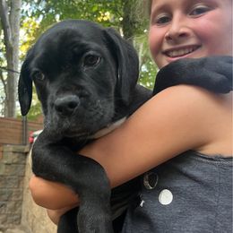 Females - Black brindle male Cane Corso puppy in Charlotte, North Carolina from Res Ipsa Kennels