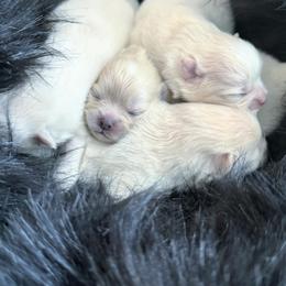 Pomeranian Puppies from Kouture Pomeranians