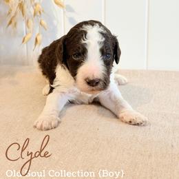 Clyde - Parti male Goldendoodle puppy in Livermore, Colorado from Heritage Hills Family Doodles