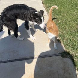 American Corgi and Border Collie Puppies from Duncan's Border Collies and Corgis