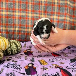 Phantom - Phantom male Poodle puppy in Jacksonville, Florida from Creek Side Kennels