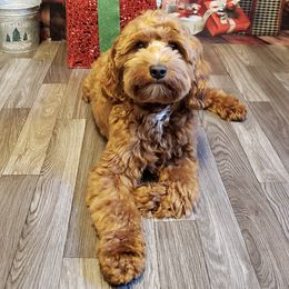 Australian Labradoodles from Ladybug Labradoodles