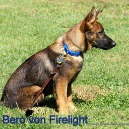 German Shepherd Puppies from Firelight German Shepherds