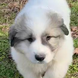 Kobe (LINK) Black collar male - White and badger male Great Pyrenees puppy in Fair Grove, Missouri from Allen Wags & Woolies