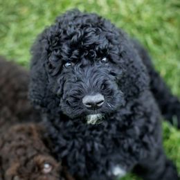 Bernedoodles and Poodles from Doodles-by-Delilah