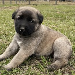 Anatolian Shepherd Dogs from Lower Forty Farms LLC