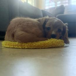 Theo - Apricot male Cavapoo puppy in Gilbert, Arizona from Arizona Toy Cavapoos – Health‐Tested & Home‐Raised