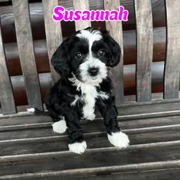 Susannah - female Golden Mountain Doodle puppy in Banner Elk, North Carolina from Walnut Tree Bernedoodles