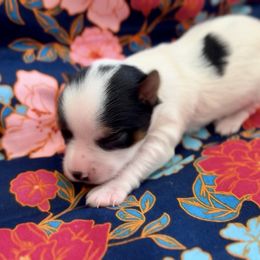 Girl 1 - Black tan and white female Biewer Terrier puppy in Kerhonkson, New York from Arc-en-Ciel Biewers
