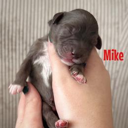 Mike - Merle male Goldendoodle puppy in Aztec, New Mexico from HappyHazelDoodles