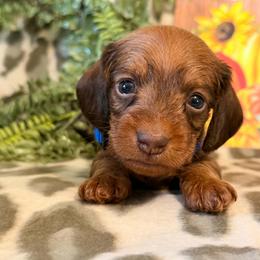 BJ - Red male Dachshund puppy in Lynn, Indiana from StorSma Farms