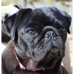 Hypnos - Pug