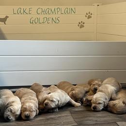 Golden Retriever Puppies from Lake Champlain Goldens