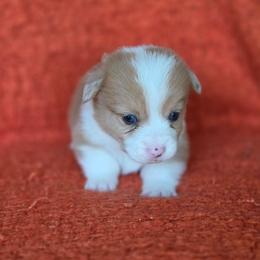 Antonio - Red merle and white male American Corgi puppy in Tallahassee, Florida from Koko's Korgis