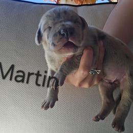 Martin - Merle male Great Dane puppy in Grass Lake, Michigan from Harrison Danes