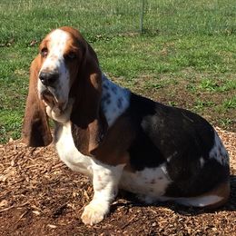 Gus - Basset Hound