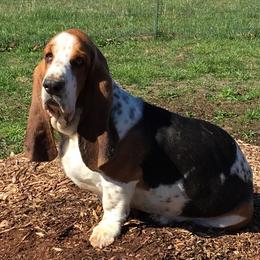 Gus - Basset Hound