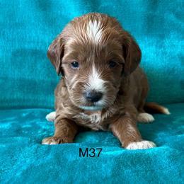 M37 - Chocolate male Goldendoodle puppy in West Point, Iowa from Jim Anderson
