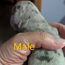 Boy 1 - Dachshund puppy in Homosassa, Florida from Foxies Doxies