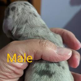 Boy 1 - Dachshund puppy in Homosassa, Florida from Foxies Doxies