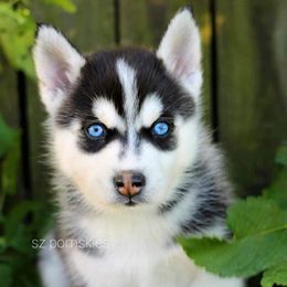 Pomsky Puppies from SZ Rolling Acres LLC