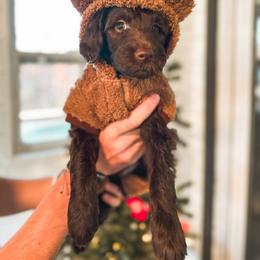 Goldendoodle Puppies from The W Doods
