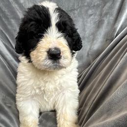 Boy 1 - Black and white male Saint Berdoodle puppy in San Antonio, Texas from Mammoth Doodles