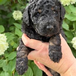George Washington - Black male Poodle puppy in Fairfield, North Carolina from Leaning T Ranch