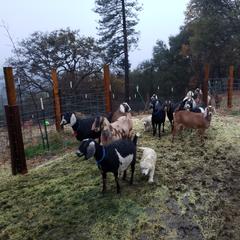 Maremma Sheepdog Puppies from Unfinished Acres