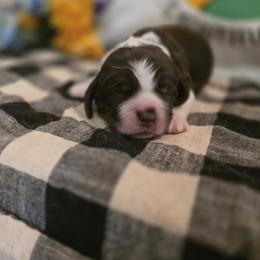 Martin Luther King - Black white and tan male English Springer Spaniel puppy in Cookeville, Tennessee from Krossroads Kennel