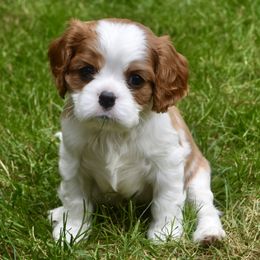 Australian Shepherd and Cavalier King Charles Spaniel Puppies from FairWilde