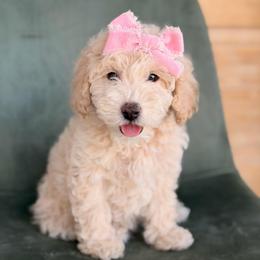 Creamy Pink Girl 3250 free USdelivery - Cream female Goldendoodle puppy in Mayfield, Utah from Ruff Country Doodles