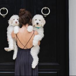 "English Goldendoodle Puppy from Moss Creek Goldendoodles" Goldendoodle and Schnoodle Puppies from Moss Creek Goldendoodles