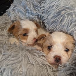 Maltipoo puppies from MountCarmelPuppies