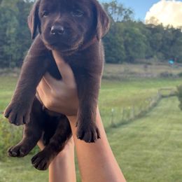 Boy 3 - Chocolate male Labrador Retriever puppy in Stuart, Virginia from Russell Creek Labradors