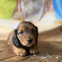 Blossom - Red female Dachshund puppy in Pflugerville, Texas from Dream A Dream Dachshunds
