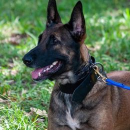 Belgian Malinois, Dutch Shepherds, Jagdterriers, and xDutch Shepherds from Iron Sight K9s