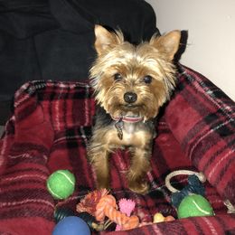 Biewer Terrier and Yorkshire Terrier Puppies from York Town California
