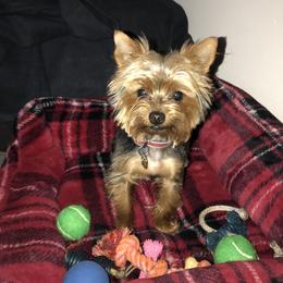 Biewer Terrier and Yorkshire Terrier Puppies from York Town California