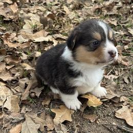 Kobe - Black and tan male Pembroke Welsh Corgi puppy in Brashear, Texas from Sherwood Acres Pembrokes