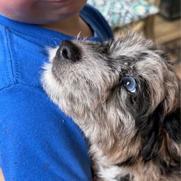 G3 Petunia started potty, crate training - Brown merle female Aussiedoodle puppy in Allardt, Tennessee from Hearth&Hound Doodles