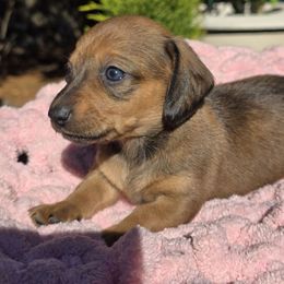 Daisy - Chocolate and tan female Dachshund puppy in Auburn, Alabama from Labor of Love