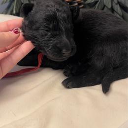 Red collar - Black male German Shepherd puppy in Marion, Ohio from Legacy K9’s